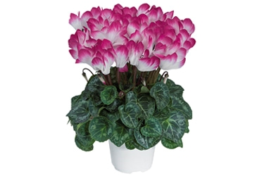 Indiaka Magenta Variety Thumbnail.jpg